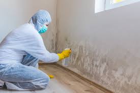 Best Mold Damage Restoration  in Hayden, CO