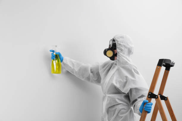 Best Industrial Mold Remediation  in Hayden, CO